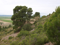 Mina Virgen del Pilar. La Sabinilla. Campo Arcis. Requena. Valencia 