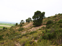 Mina Virgen del Pilar. La Sabinilla. Campo Arcis. Requena. Valencia 