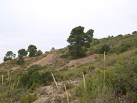 Mina Virgen del Pilar. La Sabinilla. Campo Arcis. Requena. Valencia 