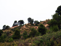 Mina Virgen del Pilar. La Sabinilla. Campo Arcis. Requena. Valencia 