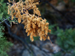 Grupo Mineralógico de Alicante. Explotaciones de yesos. Loma de las Indias. La Alcoraia. Alicante