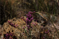 Diapiro de Pinoso. Alicante 