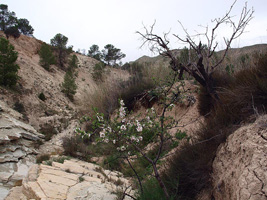 El Alcavó. Agost. Alicante