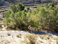 El Alcavó. Agost. Alicante