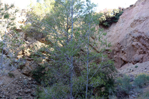 Explotación de ofitas. Sierra de Olta. Benisa.        