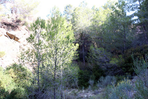 Explotación de ofitas. Sierra de Olta. Benisa.  