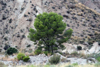 Rambla Carcelin. Ojos. Valle de Ricote. Murcia