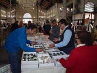 GMA. XIX Feria de Minerales y Fósiles. La Unión