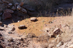  Cantera Alabastre. Cañada del Fenollar. Alicante