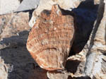 Grupo Mineralógico de Alicante. CANTERA DE FALSA AGATA EN LA SIERRA DE PARAPANDA  Illora-Granada 