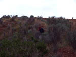 Grupo Mineralógico de Alicante. Barranco de los Ojos. Aspe. Alicante