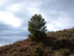 Grupo Mineralógico de Alicante. Los Yesares. Camporrobles. Valencia