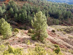 Grupo Mineralógico de Alicante. Los Yesares. Camporrobles. Valencia