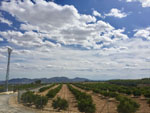 Grupo Mineralógico de Alicante. Los Vives. Orihuela. Alicante