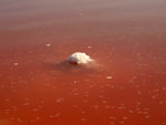 Grupo Mineralógico de Alicante.Salinas de Torrevieja