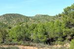 Grupo Mineralógico de Alicante.Mina San Antonio. Cehegín.  Murcia.