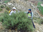 Grupo Mineralógico de Alicante. Ulea.  Murcia  