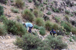 Grupo Mineralógico de Alicante. Ulea.  Murcia  