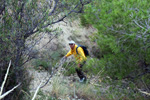 Grupo Mineralógico de Alicante. Explotación de ofitas en la Sierra de Oltra. Calpe.  Alicante   