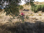 Grupo Mineralógico de Alicante.    