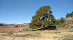 Grupo Mineralógico de Alicante. Keuper de Minglanilla y La Pesquera. Cuenca   