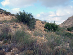 Grupo Mineralógico de Alicante. LAS MINAS DE OCRE DE MUCHAMIEL Y SAN VICENTE   