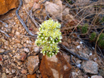 Grupo Mineralógico de Alicante. LAS MINAS DE OCRE DE MUCHAMIEL Y SAN VICENTE   