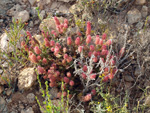 Grupo Mineralógico de Alicante. LAS MINAS DE OCRE DE MUCHAMIEL Y SAN VICENTE   