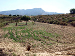 Grupo Mineralógico de Alicante. Cabezo Negro. Zeneta. Murcia  