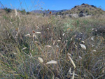 Grupo Mineralógico de Alicante.Las Atalayas. Alicante 