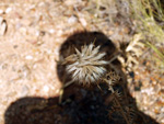 Grupo Mineralógico de Alicante.La Escarabehuela. Enguidanos. Cuenca  