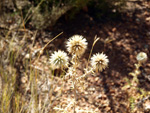 Grupo Mineralógico de Alicante.La Escarabehuela. Enguidanos. Cuenca  