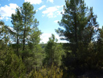 Grupo Mineralógico de Alicante. La Escarabehuela. Enguidanos. Cuenca  