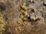 Grupo Mineralógico de Alicante. Explotación de yeso Las Viudas I. La Alcoraia. Alicante  