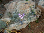 Grupo Mineralógico de Alicante. Explotación de yeso Las Viudas I. La Alcoraia. Alicante  