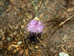 Grupo Mineralógico de Alicante. Explotación de yeso Las Viudas I. La Alcoraia. Alicante