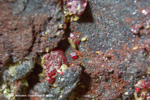 Grupo Mineralógico de Alicante.  Mina San Quintin. Cabezarados. Ciudad Real.    