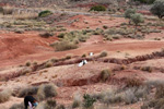 Grupo Mineralógico de Alicante. Loma Badá. Petrer. Alicante    