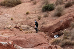 Grupo Mineralógico de Alicante.   Loma Badá. Petrer. Alicante  