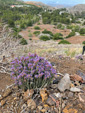 Grupo Mineralógico de Alicante.  Zona los Pajaritos. Llano del Beal - La Unión - Sierra minera de Cartagena y la Unión - Murcia 