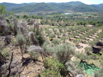 Cantera de Ofitas Altura. Castellón