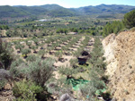 Cantera de Ofitas Altura. Castellón