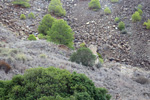 Collado La Mina. Llano del Beal, Cartagena, Murcia 