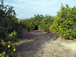 Mineria de Hierro. Orihela. Alicante.