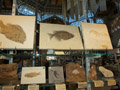 XXI Feria de Minerales de la Unión. Stand de Juan Nicolas Mesas Sánchez